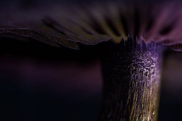 Paarse schoonheid van Danny Slijfer Natuurfotografie