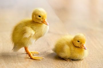 Two newborn yellow chicks of duck on wooden floor by Ben Schonewille