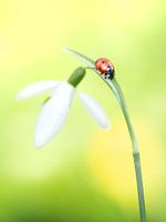 Ladybird in spring