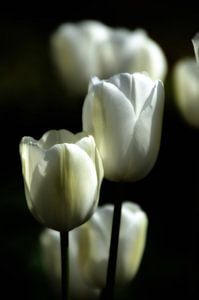 Witte tulpen I van Jessica Berendsen