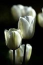 Witte tulpen I van Jessica Berendsen thumbnail