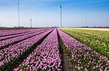 Tulpen in Holland van René Holtslag