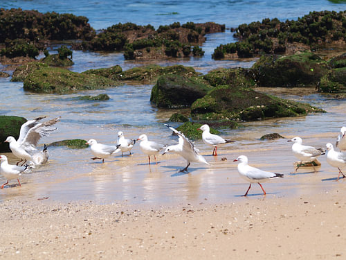 Moosbewachsene Küste mit Möwen und Meereswellen in Bondi, Australien
