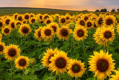 Sunflowers in the evening light