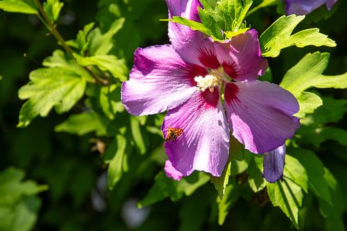 Paars lila gekleurde hibiscus bloem met een kleine vlinder