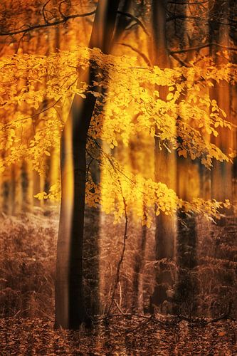 Herfst bomen