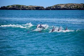 Zeigen wir's ihnen! von Frank's Awesome Travels