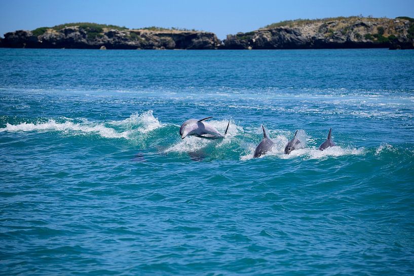 Let's show them guys! by Frank's Awesome Travels