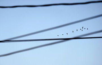 Een zwerm vogels vliegt langs de kust van Lensw0rld