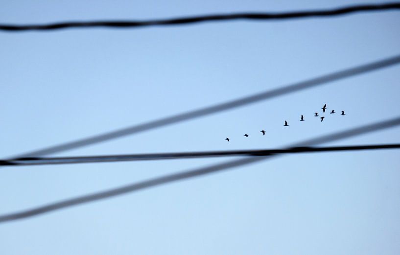 Vogelschwarm fliegt die Küste entlang von Lensw0rld