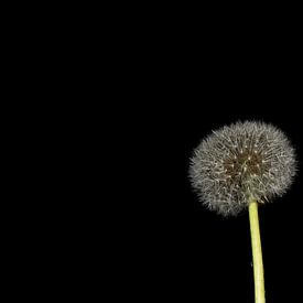 Die Sonnenblume von Merel Visser