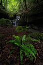 A beautiful green valley with a waterfall in Germany by Jos Pannekoek thumbnail