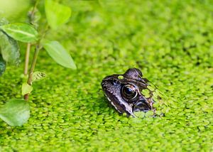 Little Frog by Christa Thieme-Krus