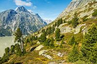 Swiss stone pine forest