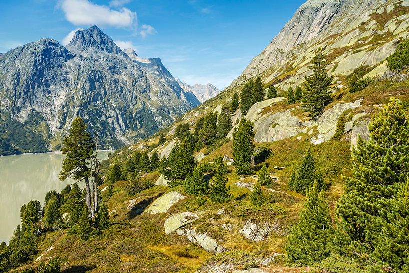 Swiss stone pine forest by Christian Tobler