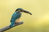 Kingfisher with perch