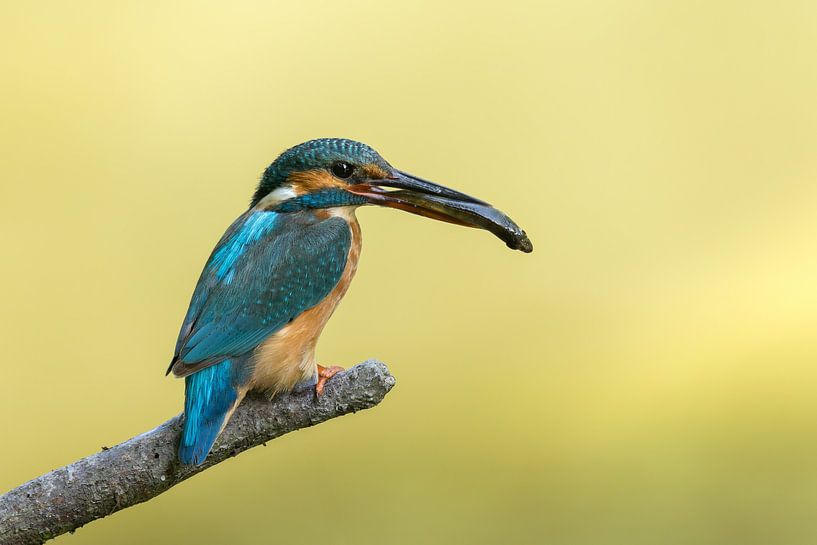 Kingfisher with perch by Jasper Kok