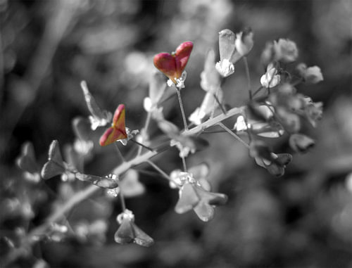 fools garden