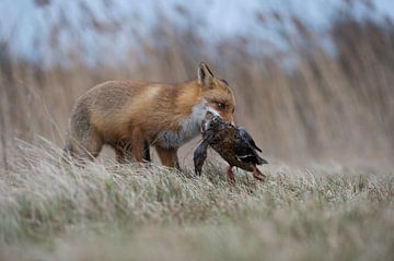 Red Fox ( Vulpes vulpes ) hunting, with prey in its muzzle, grabbed, carrying a duck with / in its j van wunderbare Erde
