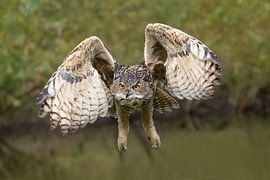 Hibou grand-duc sur Jan van Vreede