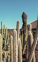 Cactus garden with moon