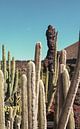 Cactus tuin met maan van Karlijne Geudens thumbnail