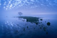 ice-cream floodplains