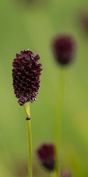 Great Pimpernel by Ankie Kooi