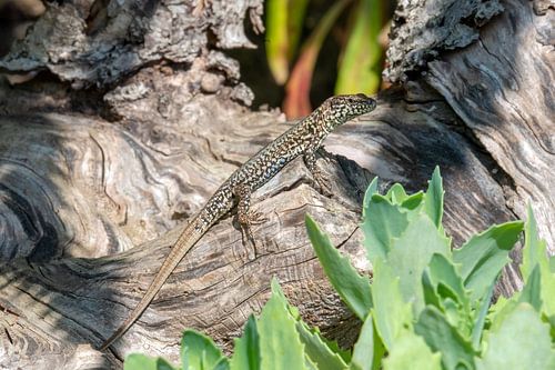 Gros plan sur un lézard