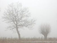 bomen in de mist