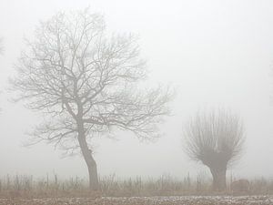 bomen in de mist