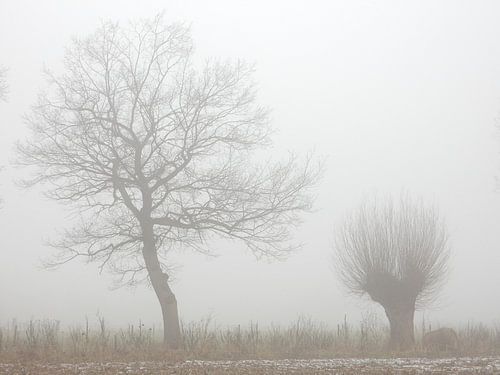 bomen in de mist