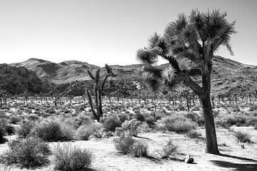Joshua Tree National Park black and white by Discover Dutch Nature