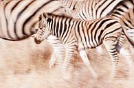 Een zebras verdediging  van Lotje Hondius thumbnail