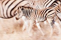 Een zebras verdediging 