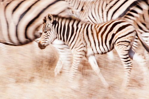 Een zebras verdediging 