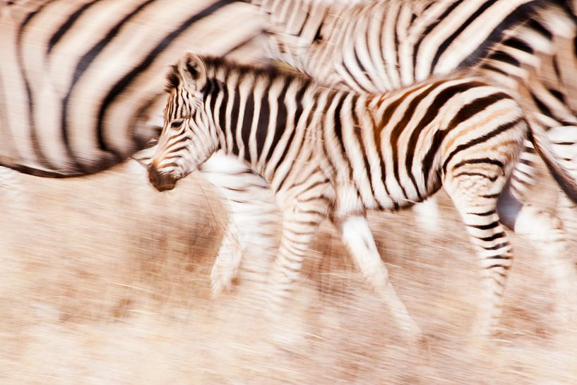 Een zebras verdediging  van Lotje Hondius