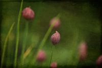 Chive