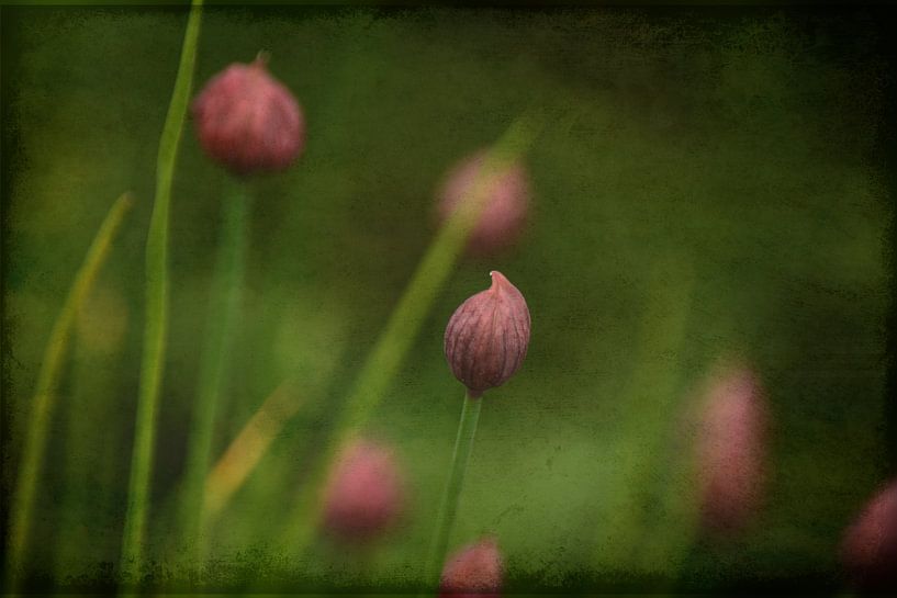 Chive by Berend