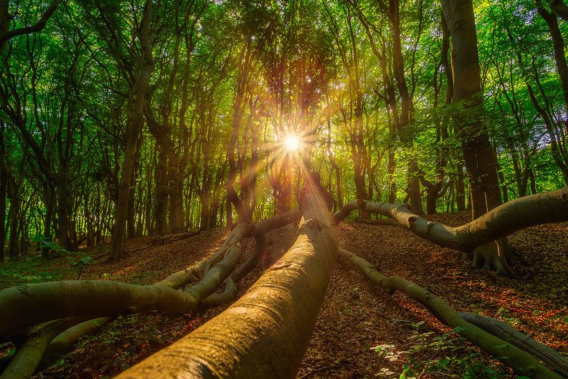 Sunbeams in fairytale forest by Björn van den Berg