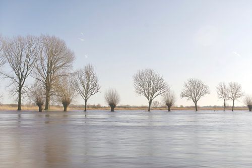 Knotwilgen bij hoogwater