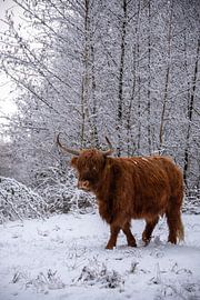 Highlander écossais dans un paysage blanc... sur Ans Bastiaanssen