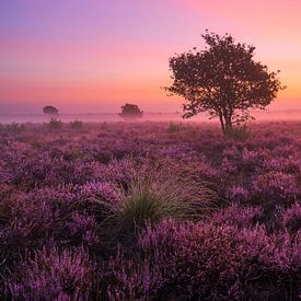 Sunrise and flowering heather by Rick Kloekke