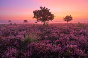 Zonsopkomst en bloeiende heide