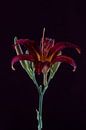 Liebe, Perfektion, Farbe in einem Bild von Tosca Fotografie Miniaturansicht