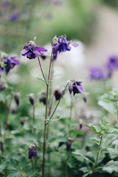 Purple flower by Carla Van Iersel