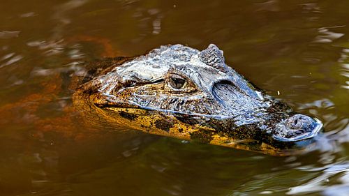 Alligator