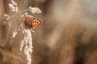 Butterfly in the morning