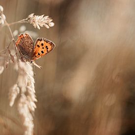 Schmetterling am Morgen von Miranda Snoeijen