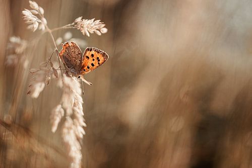 Butterfly in the morning